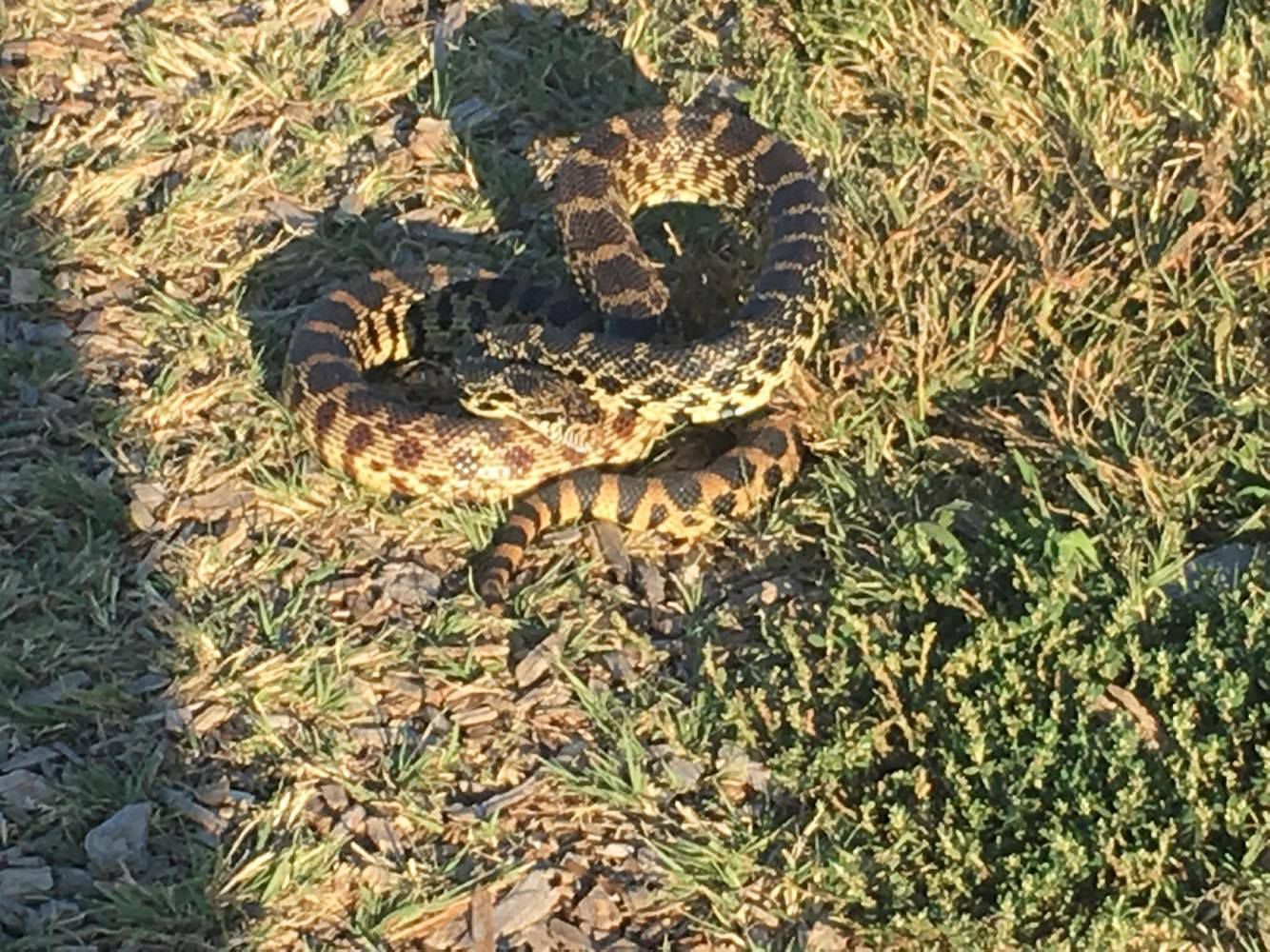 Snake